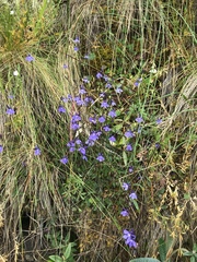 Lobelia tenera