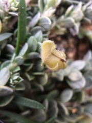 Crotalaria similis