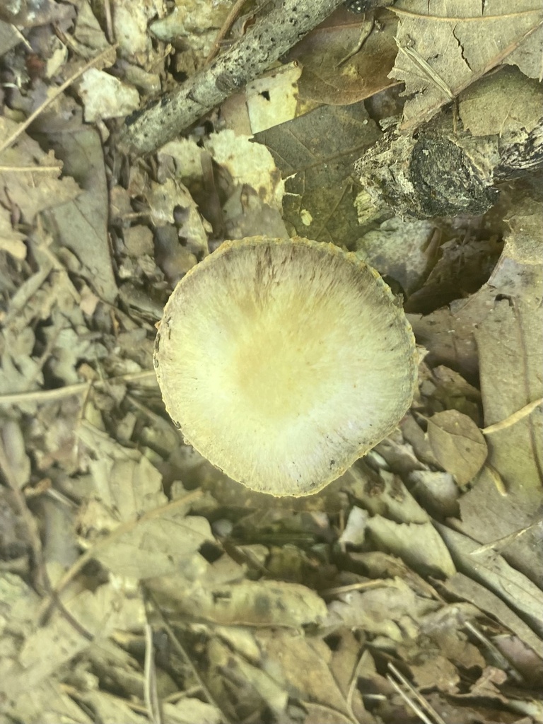 stocking webcap from Girl Scout Nest, Statesville, NC, US on