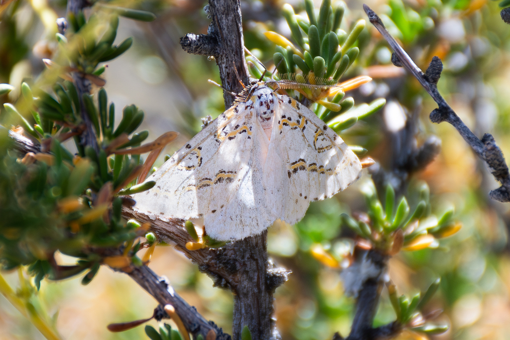 Philtraea latifoliae
