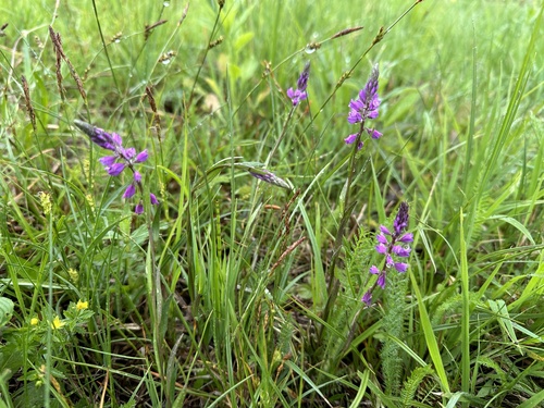 Skiauterėtoji putokšlė nuotrauka