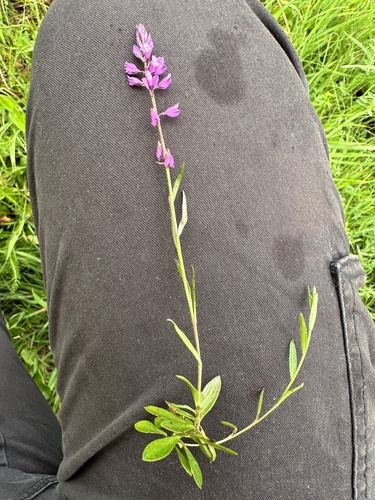 Skiauterėtoji putokšlė nuotrauka