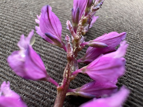 Skiauterėtoji putokšlė nuotrauka