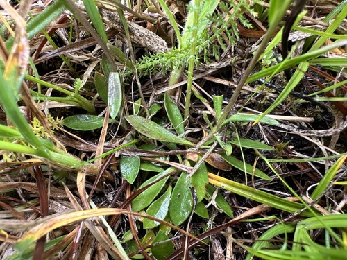 Skiauterėtoji putokšlė nuotrauka