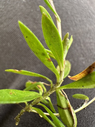 Skiauterėtoji putokšlė nuotrauka