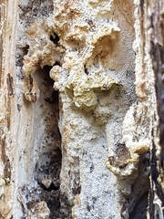 Rigidoporus corticola