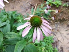 Echinacea purpurea