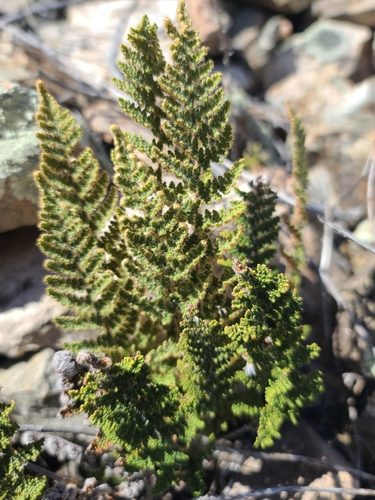 Image of Myriopteris yavapensis by no rights reserved