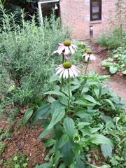 Echinacea purpurea