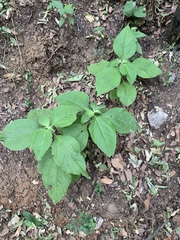 Greenmaniella resinosa