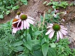 Echinacea purpurea