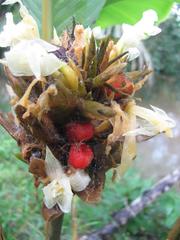 Goeppertia altissima