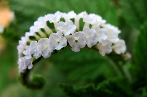 Indian Heliotrope