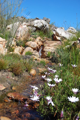 Image of Pointed Rain Daisy (Dimorphotheca acutifolia) by (c) Ian Webb, some rights reserved (CC BY)