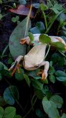 Hyperolius semidiscus