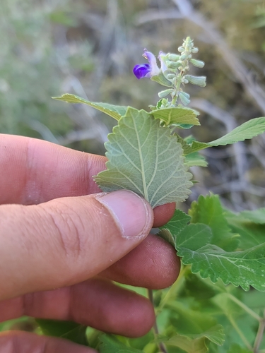 Image of Salvia pinguifolia by no rights reserved