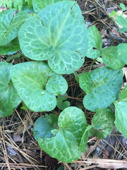 Asarum hartwegii