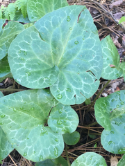 Asarum hartwegii