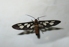 Amata huebneri