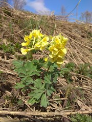 Corydalis bracteata