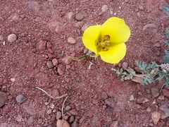 Calochortus aureus