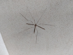 Tipula nova
