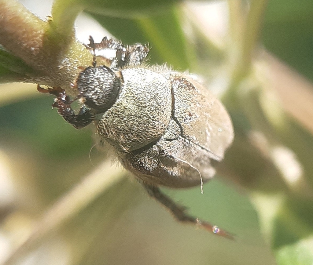 Hoplia pubicollis
