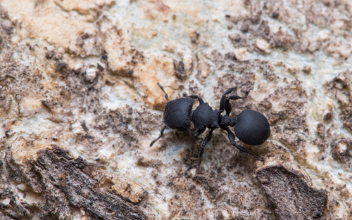 Cataulacus latusCataulacus latus
