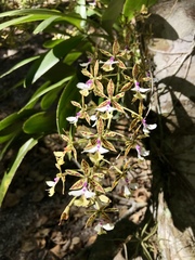 Image of Epidendrum stamfordianum