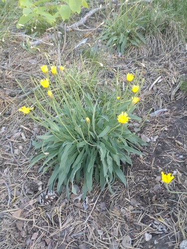 Leontodon incanus (Leontodon incanus)