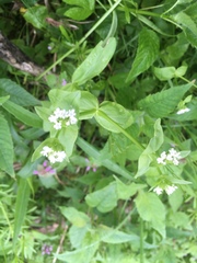 Valerianella chenopodifolia