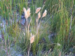 Geochloa rufa