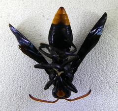 Synagris abyssinica