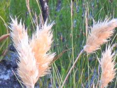 Geochloa rufa