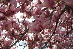 Magnolia