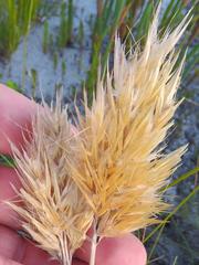 Geochloa rufa