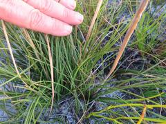 Geochloa rufa