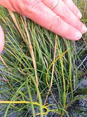 Geochloa rufa