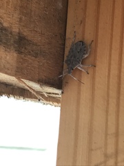 Peltasticus punctatus