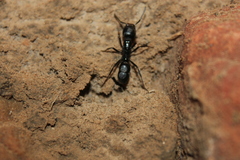 Plectroctena mandibularis