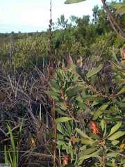 Watsonia zeyheri