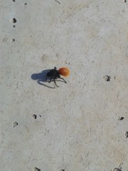 Dasymutilla magnifica