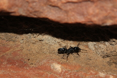 Plectroctena mandibularis