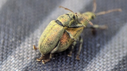 Silver-green leaf weevil, Noordwijkerhout, Nederland, photo 10 of 10