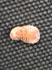 Coelostomidia