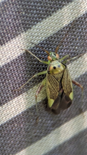 Trivial plant bug photo 4