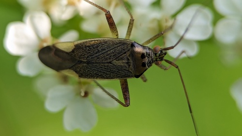 Trivial plant bug photo 5