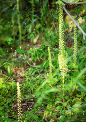 Umbilicus horizontalis