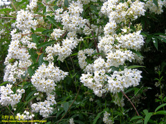 Deutzia