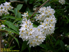 Deutzia